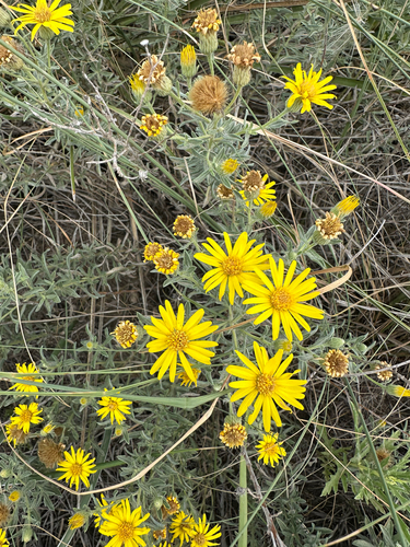 Hoary False Goldenaster