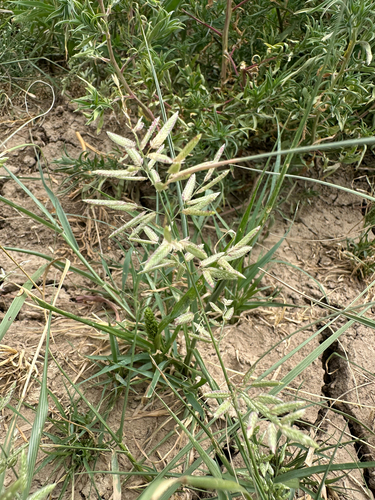stinkgrass