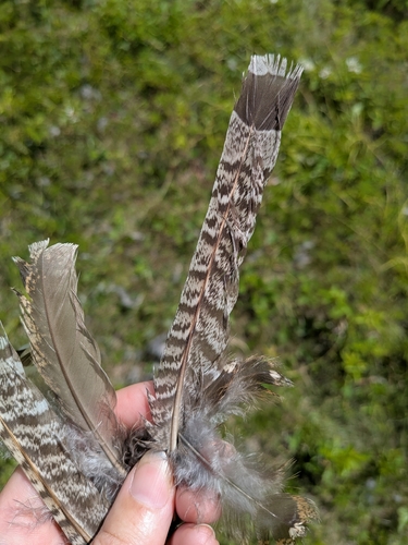 Ruffed Grouse observed by colleen_c