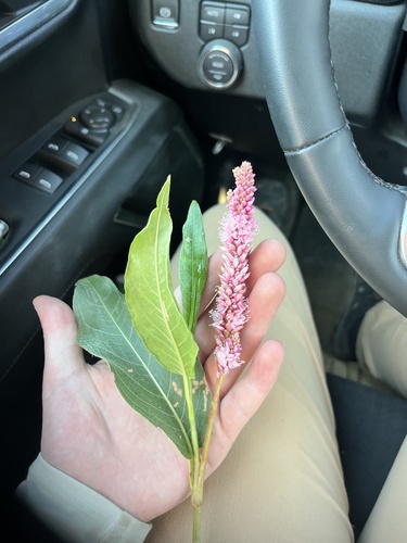 water smartweed