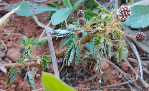 Sensitive Plant
