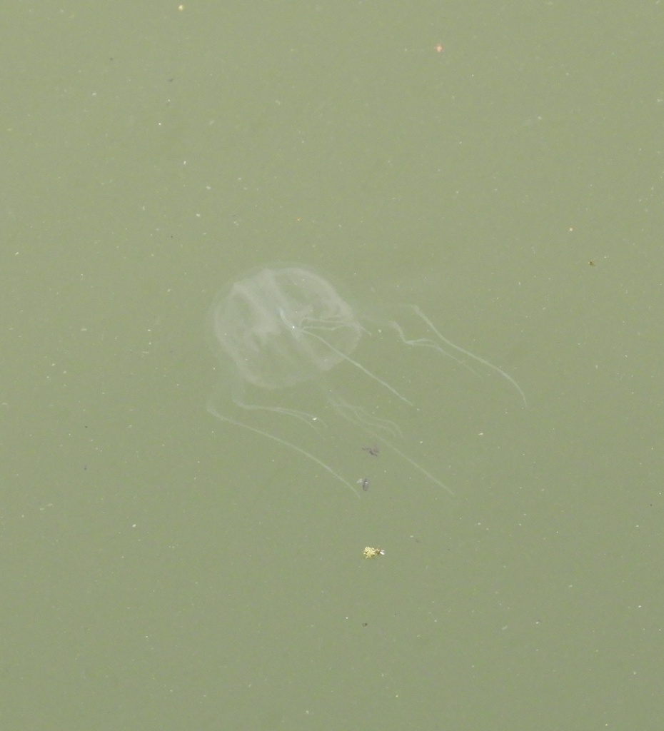 Mangrove Box Jelly from 香港米埔 on April 26, 2020 by Ida Lui · iNaturalist