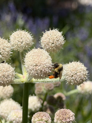 iNaturalist observation photo of Forest Bumble Bee