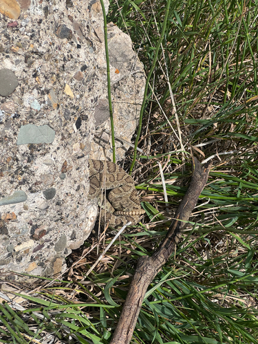 Prairie Rattlesnake