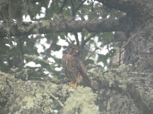 Merlin observed by cthomp537