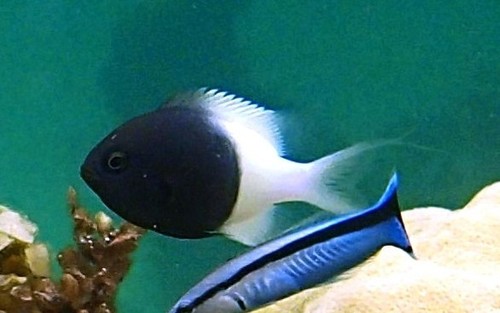 Indian Half-and-half Chromis