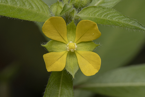 Mexican Primrose-willow