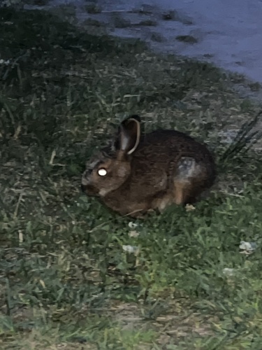 Snowshoe Hare observed by julescameron