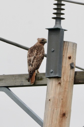 Red-tailed Hawk