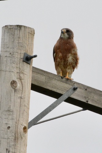 Swainson's Hawk