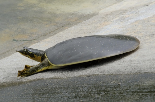 Spiny Softshell observed by franpfer