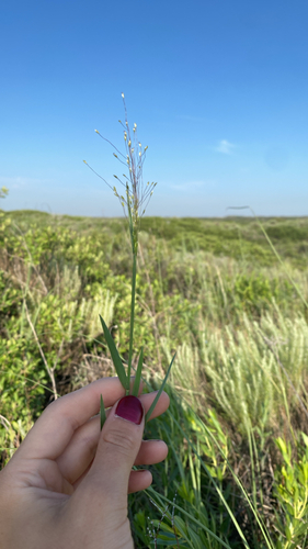 Fall Witchgrass