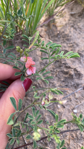 Scarlet Pea