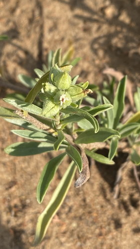 Bownut Cryptantha