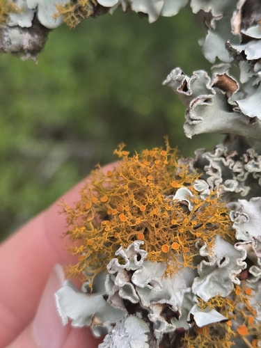 slender orange-bush