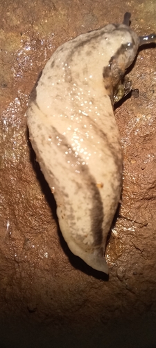 Meghimatium pictum