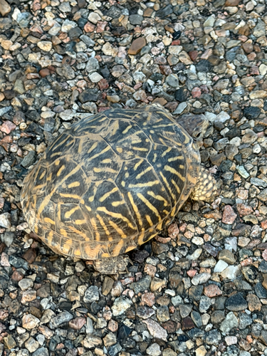 Plains Box Turtle observed by brian_genge