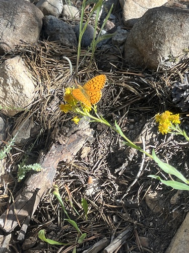 iNaturalist observation photo of Fritillaries