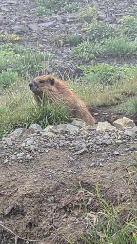 Olympic Marmot observed by kira112