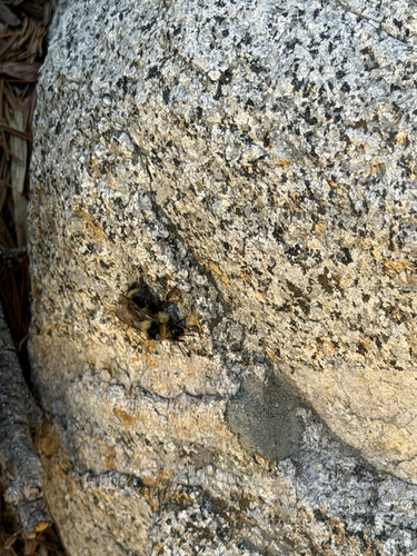iNaturalist observation photo of Great Basin Bumble Bee