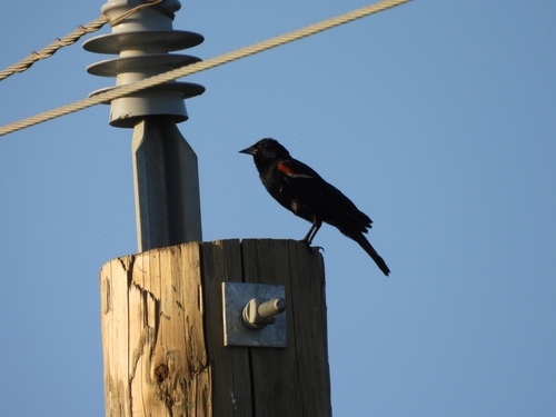 Red-winged Blackbird