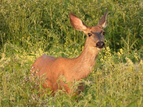 Mule Deer