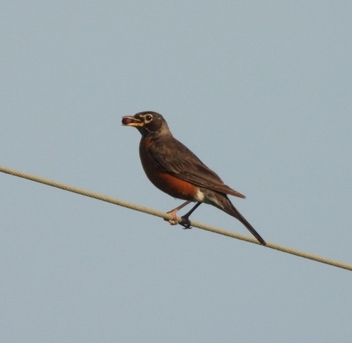 American Robin
