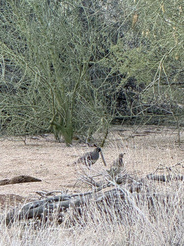 Gambel's Quail observed by aylos