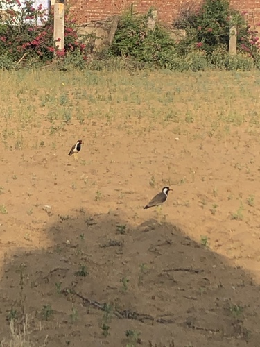 Red-wattled Lapwing