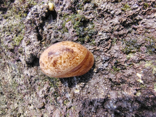 Bottle Bulla