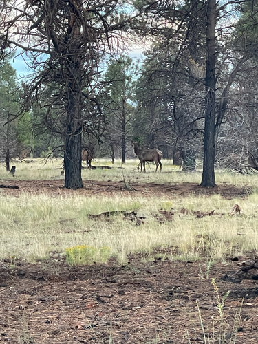 Wapiti observed by shelby174