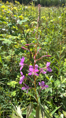 fireweed