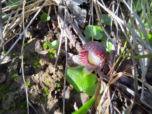 veined helmet-orchid