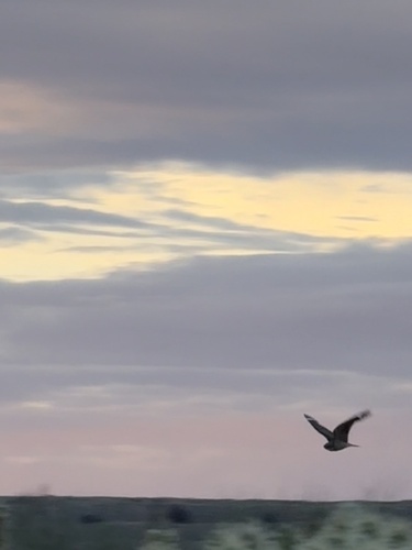 Lesser Nighthawk observed by aylos