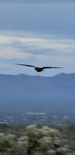 Lesser Nighthawk observed by aylos