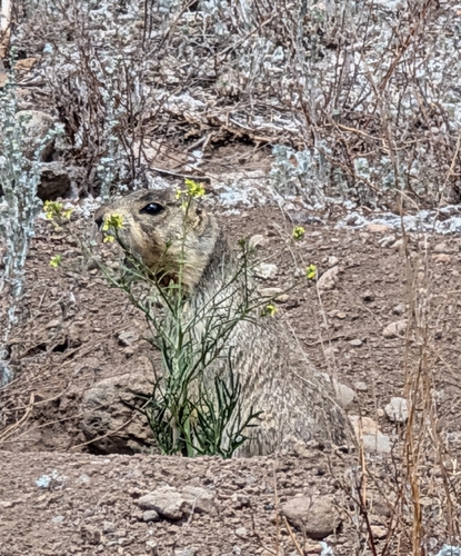 Gunnison's Prairie Dog observed by thomasgreen
