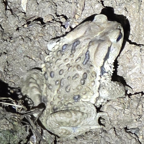Asiatic Toad