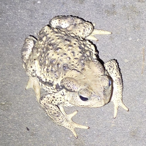 Asiatic Toad