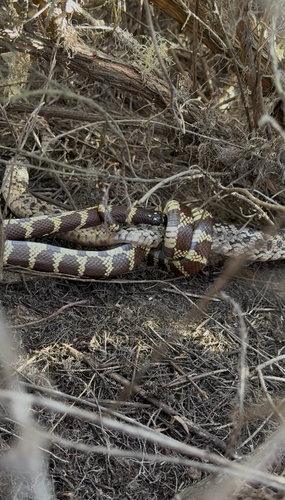 California King Snake observed by dylanmcdiarmid