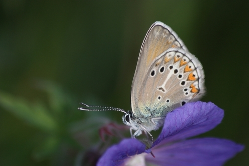 Geranium Argus