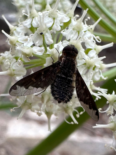 iNaturalist observation photo of Sinuous Bee Fly