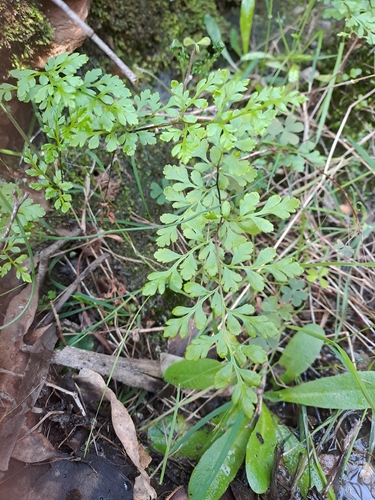 Rock Fern