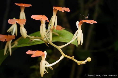 Liparis grandiflora
