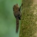 Least Pygmy Squirrel - Photo (c) Chien Lee, all rights reserved, uploaded by Chien Lee