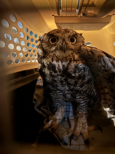 Great Horned Owl observed by maddymlucas