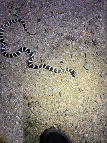 California King Snake observed by jfine