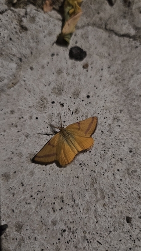 Purple-barred Yellow