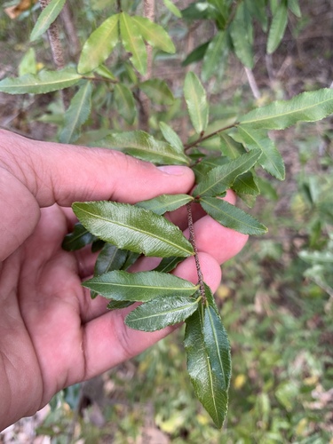 Small-leaved plane