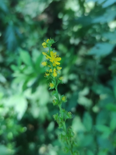 Наблюдение на iNaturalist