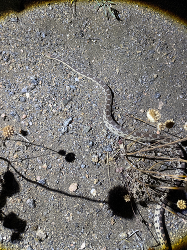 Great Basin Gopher Snake observed by jfine